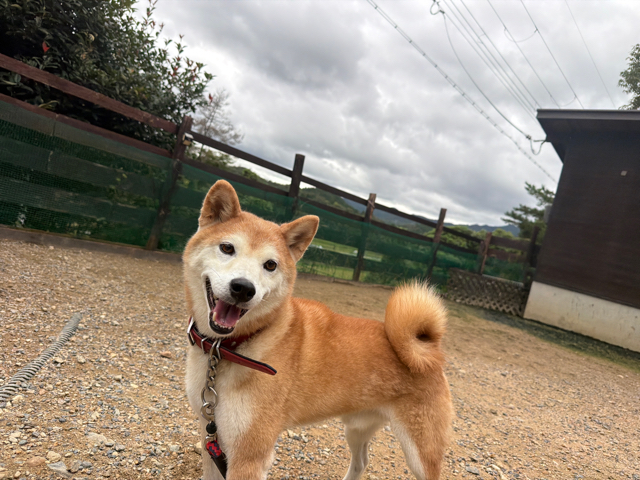 老犬ホーム